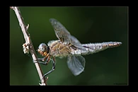 Libellula fulva, thumbnail 1 / 20