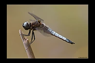 Libellula fulva, thumbnail 2 / 20