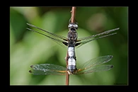 Libellula fulva, thumbnail 3 / 20