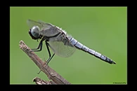 Libellula fulva, thumbnail 4 / 20