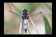 Libellula fulva, thumbnail 8 / 20