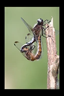 Libellula fulva, thumbnail 10 / 20