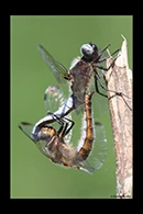 Libellula fulva, thumbnail 11 / 20