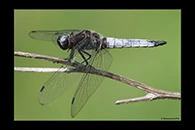 Libellula fulva, thumbnail 12 / 20