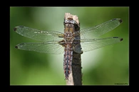 Libellula fulva, thumbnail 13 / 20