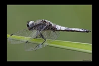 Libellula fulva, thumbnail 15 / 20