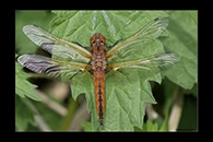 Libellula fulva, thumbnail 17 / 20