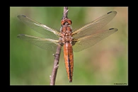 Libellula fulva, thumbnail 18 / 20