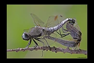 Libellula fulva, thumbnail 19 / 20