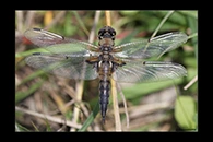Libellula quadrimaculata, thumbnail 1 / 20