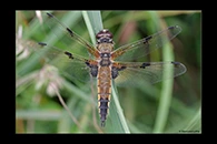 Libellula quadrimaculata, thumbnail 3 / 20