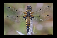 Libellula quadrimaculata, thumbnail 5 / 20
