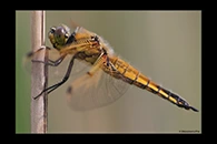Libellula quadrimaculata, thumbnail 9 / 20