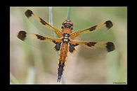 Libellula quadrimaculata, thumbnail 10 / 20