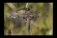 Libellula quadrimaculata, thumbnail 11 / 20