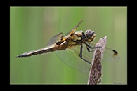 Libellula quadrimaculata, thumbnail 14 / 20