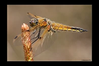 Libellula quadrimaculata, thumbnail 15 / 20