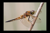 Libellula quadrimaculata, thumbnail 17 / 20
