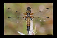 Libellula quadrimaculata, thumbnail 18 / 20