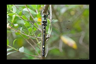 Macromia splendens, thumbnail 2 / 20
