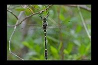 Macromia splendens, thumbnail 9 / 20