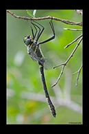 Macromia splendens, thumbnail 15 / 20