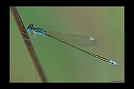 Nehalennia speciosa, thumbnail 16 / 20