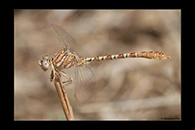 Onychogomphus costae, thumbnail 1 / 20