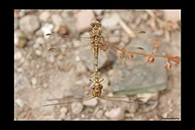 Onychogomphus costae, thumbnail 2 / 20