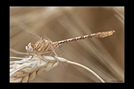 Onychogomphus costae, thumbnail 3 / 20