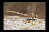 Onychogomphus costae, thumbnail 7 / 20