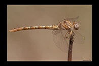 Onychogomphus costae, thumbnail 8 / 20