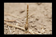 Onychogomphus costae, thumbnail 9 / 20