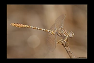 Onychogomphus costae, thumbnail 10 / 20
