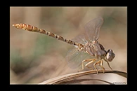 Onychogomphus costae, thumbnail 11 / 20