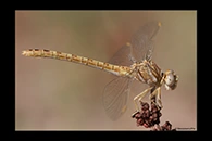 Onychogomphus costae, thumbnail 14 / 20