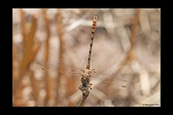 Onychogomphus costae, thumbnail 15 / 20