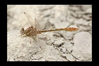 Onychogomphus costae, thumbnail 16 / 20