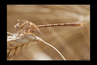 Onychogomphus costae, thumbnail 17 / 20