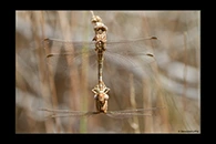 Onychogomphus costae, thumbnail 18 / 20