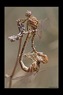 Onychogomphus costae, thumbnail 20 / 20