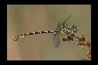 Onychogomphus forcipatus, thumbnail 1 / 20