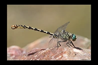 Onychogomphus forcipatus, thumbnail 3 / 20