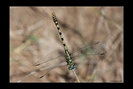 Onychogomphus forcipatus, thumbnail 5 / 20