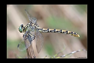 Onychogomphus forcipatus, thumbnail 7 / 20
