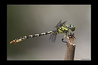 Onychogomphus forcipatus, thumbnail 10 / 20