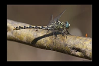 Onychogomphus forcipatus, thumbnail 12 / 20