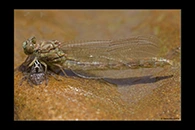 Onychogomphus forcipatus, thumbnail 13 / 20