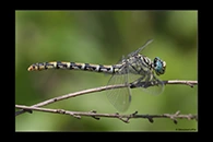 Onychogomphus forcipatus, thumbnail 14 / 20
