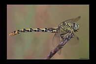 Onychogomphus forcipatus, thumbnail 16 / 20